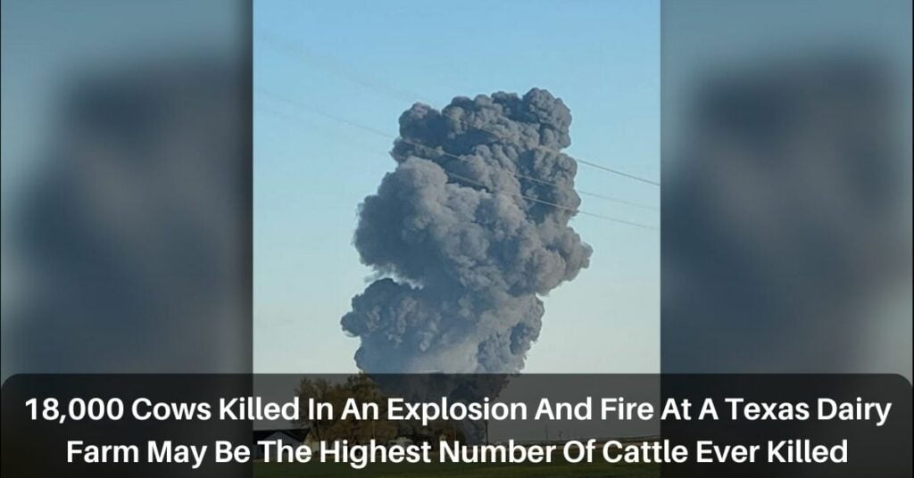 18,000 Cows Killed In An Explosion And Fire At A Texas Dairy Farm May Be The Highest Number Of Cattle Ever Killed