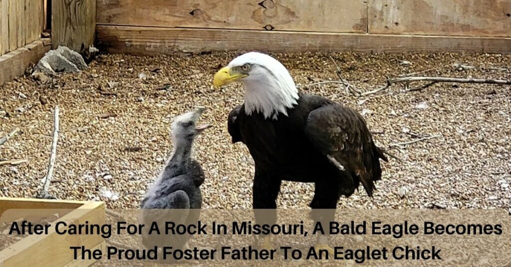 After Caring For A Rock In Missouri, A Bald Eagle Becomes The Proud Foster Father To An Eaglet Chick