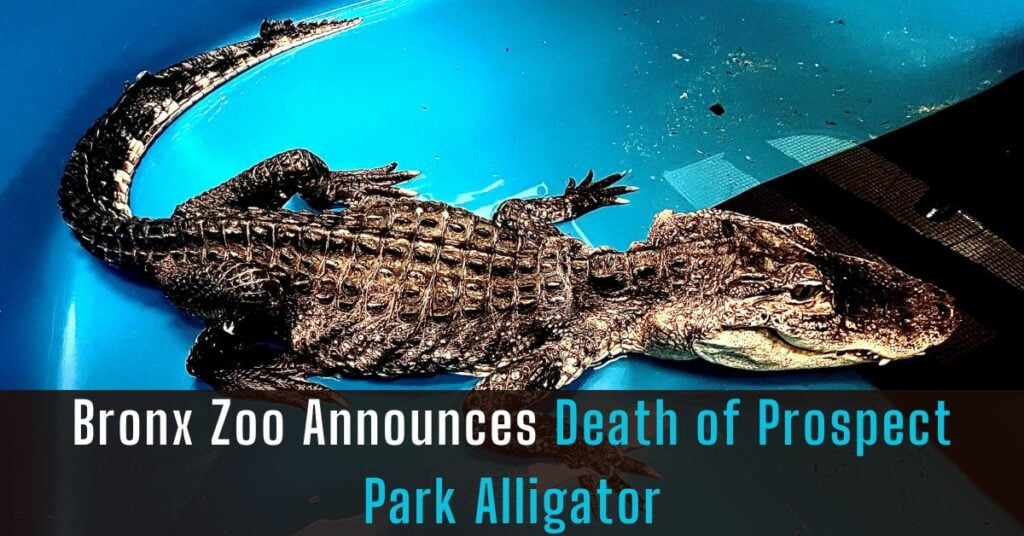 Bronx Zoo Announces Death of Prospect Park Alligator