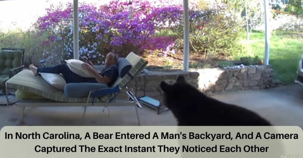 In North Carolina, A Bear Entered A Man's Backyard, And A Camera Captured The Exact Instant They Noticed Each Other