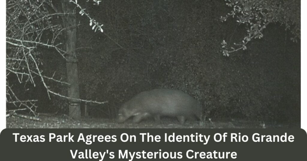 Texas Park Agrees On The Identity Of Rio Grande Valley's Mysterious Creature