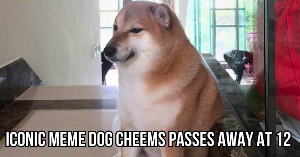 Iconic Meme Dog Cheems Passes Away at 12