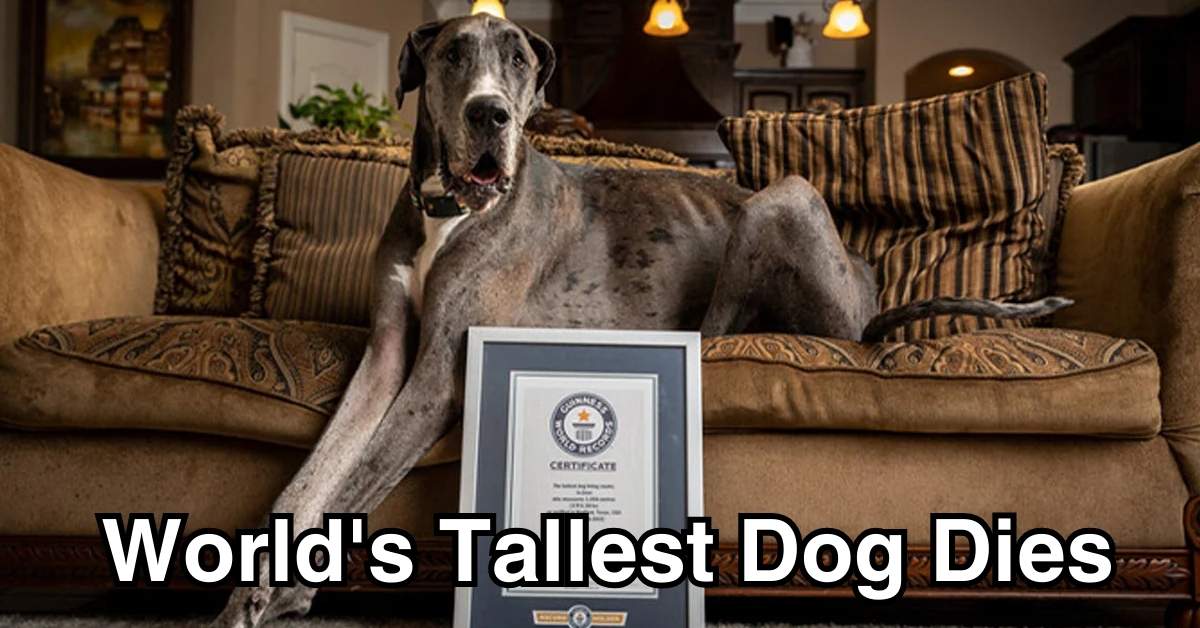 World's Tallest Dog Dies